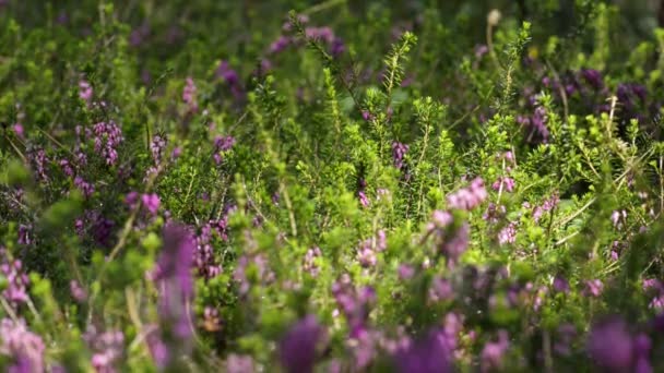 Bloemen, voorjaarsweide met bloemen. — Stockvideo