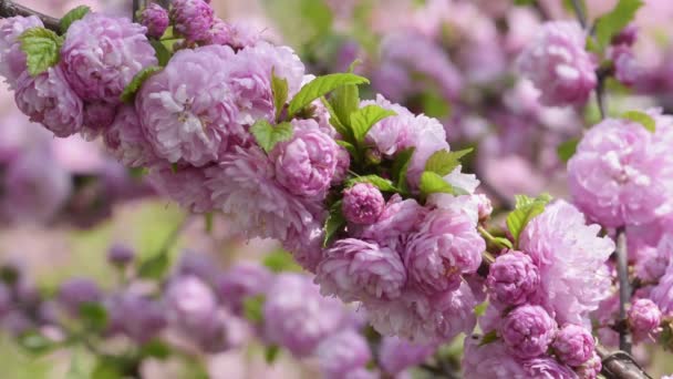 Pink sakura flowers blooming close-up — Stockvideo