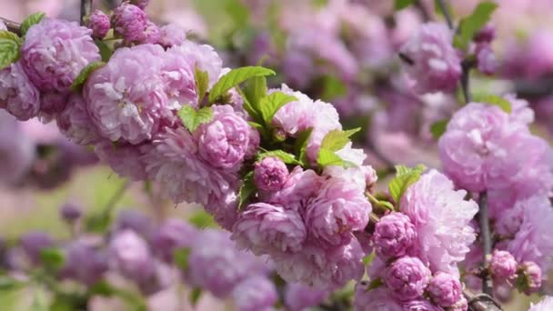 Розовые цветы сакуры, цветущие крупным планом — стоковое видео