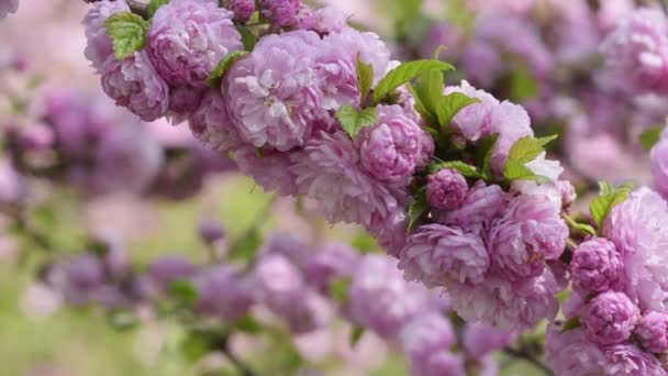 Pink sakura flowers blooming close-up — Stockvideo