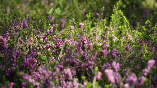 Flores, prado de primavera com flores . — Vídeo de Stock