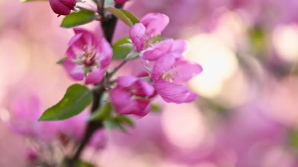 Flor de árbol de cangrejo salvaje asiático . — Vídeos de Stock