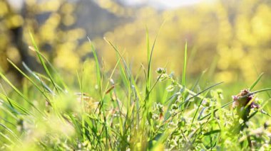 Bahar çimeni ve çiçek arka planı