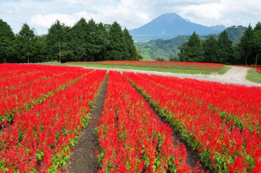 Ada çayı alan ve mount Daisen