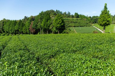 Çay tarlası manzarası