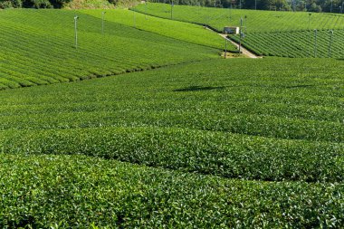 Çay plantasyon çayır 
