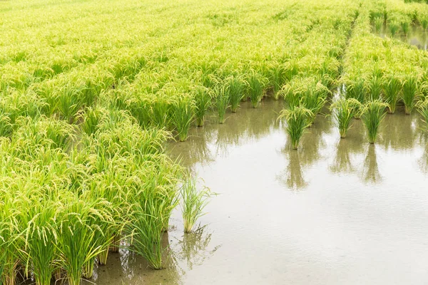Prado de campo de arroz paddy — Fotografia de Stock