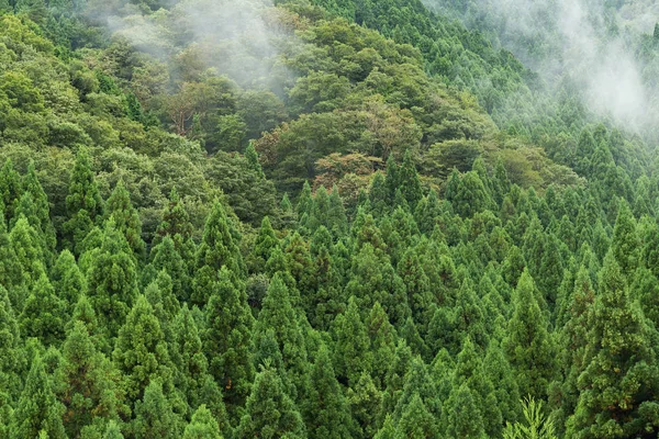 Pilvet vihreän metsän yllä — kuvapankkivalokuva