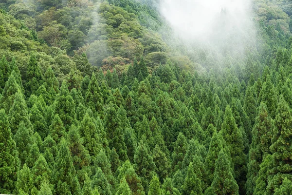 Nuvens sobre a floresta verde — Fotografia de Stock