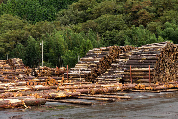 Pine timber stacked at lumber yard 