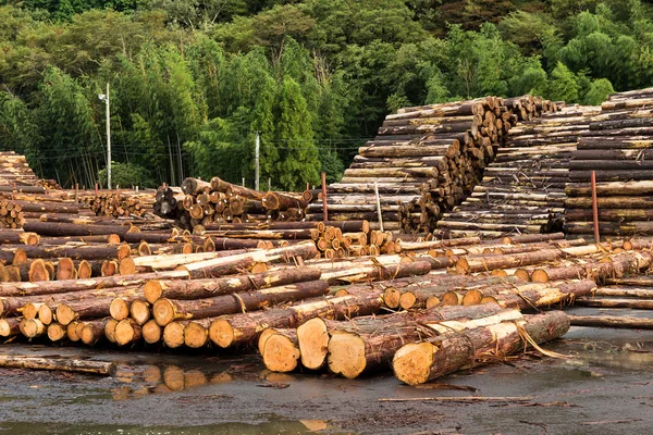 Краєвид з великими Woodpile — стокове фото