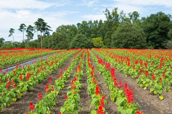 Campo vermelho de salvia — Fotografia de Stock