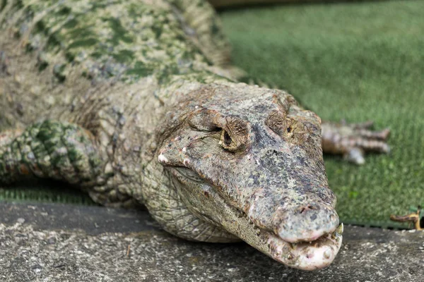 Visage de crocodile sauvage — Photo