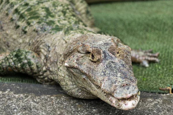 Cara de cocodrilo salvaje — Foto de Stock