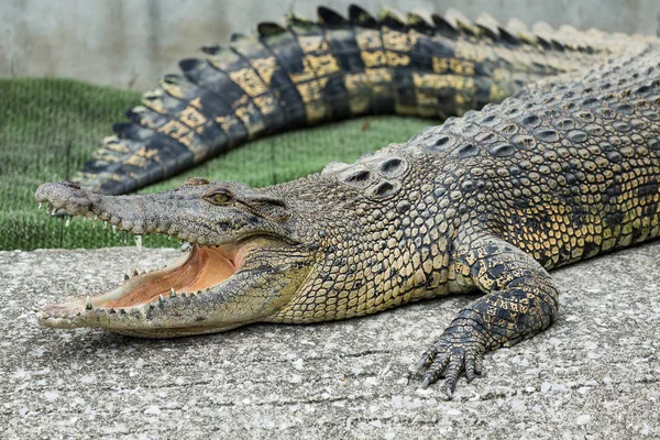 Krokodilgesicht — Stockfoto