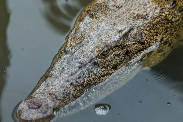 Crocodilo escondido dentro da lagoa de água — Fotografia de Stock