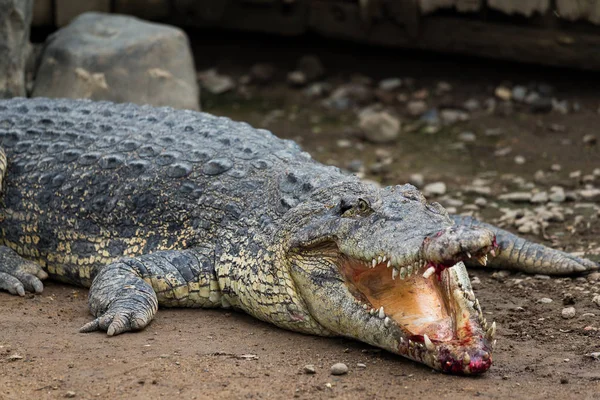 Crocodile bleeding on mouth — Stock Photo, Image