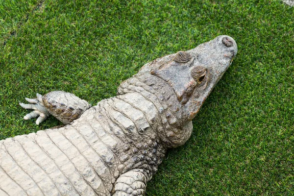 Blick von oben auf Krokodil — Stockfoto