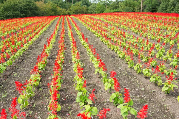 Campo vermelho de salvia — Fotografia de Stock