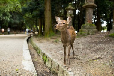 Japon geyik Nara Parkı