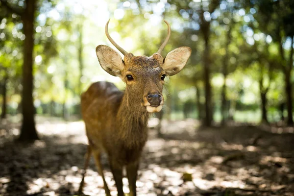 Kleine roe deer — Stockfoto