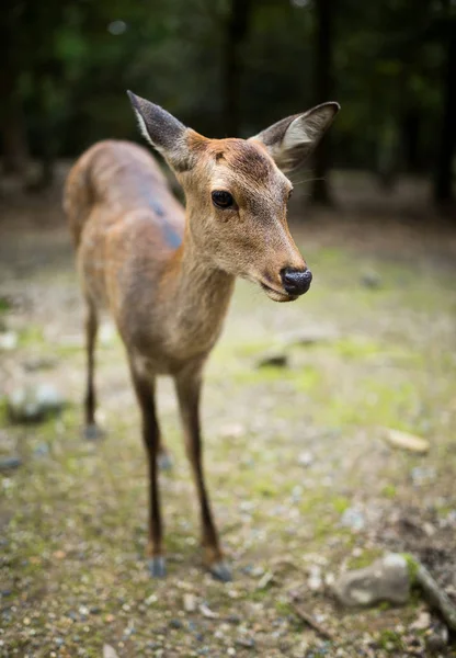 奈良公園のノロジカ — ストック写真