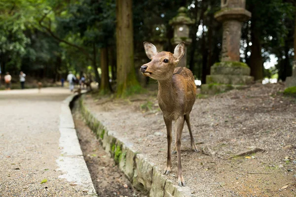 Японський олень у Nara парк — стокове фото