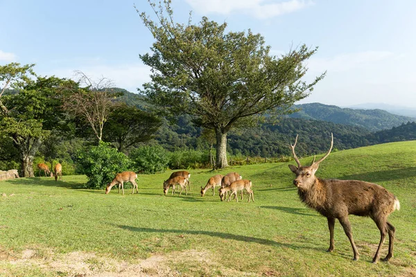Ciervos salvajes en colina de montaña — Foto de Stock