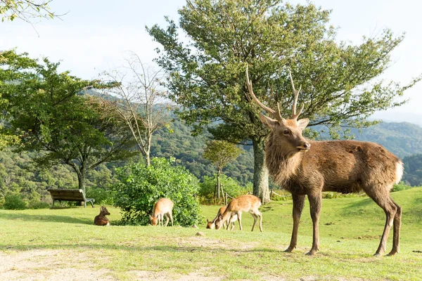 Cerfs cerfs rouges — Photo