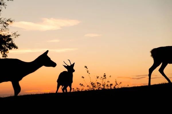 아름 다운 하늘 Deers의 그룹 — 스톡 사진