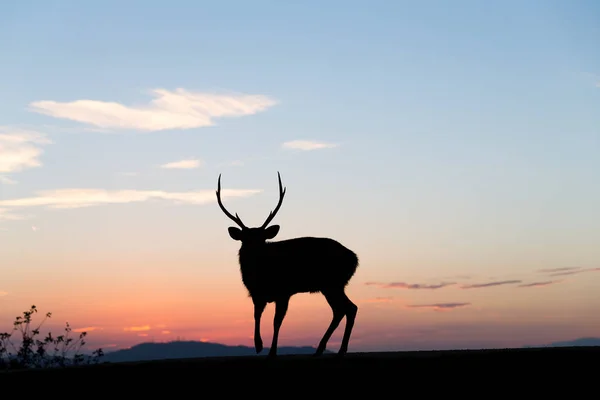 Silueta de Ciervo al atardecer —  Fotos de Stock