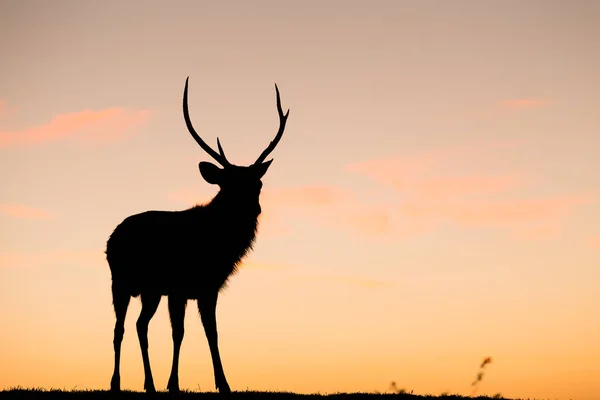 Ciervo salvaje ciervo con puesta de sol —  Fotos de Stock