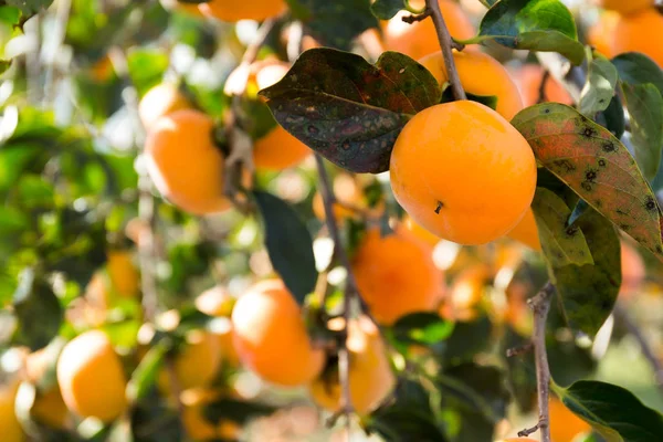 Persimmon fruit hanging on tree — Stock Photo, Image
