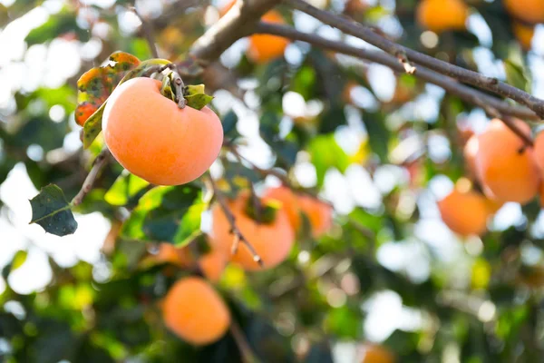 Плоды хурмы висят на дереве — стоковое фото