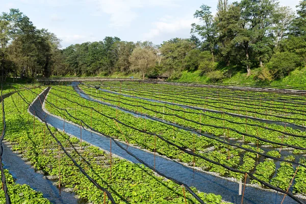 Η Fresh farm Ιαπωνικά Wasabi — Φωτογραφία Αρχείου