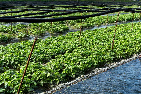 Pertanian Wasabi Jepang yang segar — Stok Foto