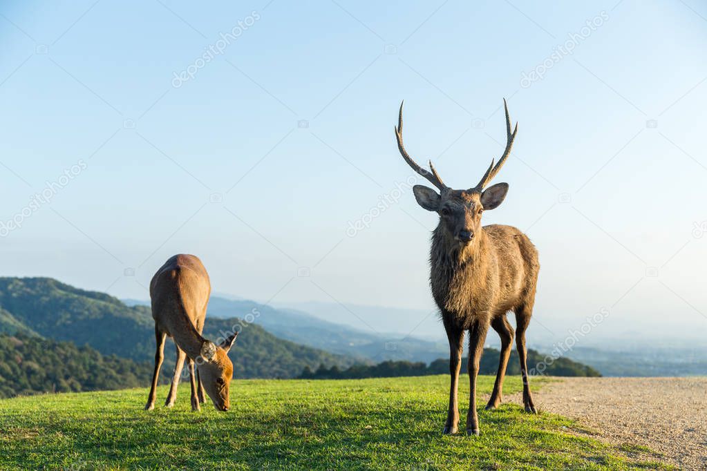 Wildness deers on mountain hill