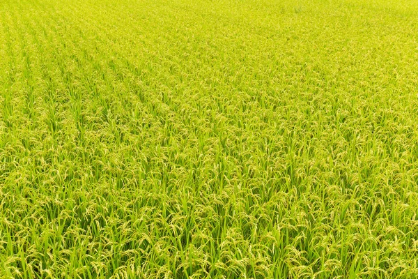 Польовий луг рисового поля Падді — стокове фото