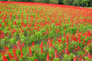 Kırmızı salvia alan 