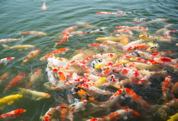 Japan Koi Carps in Koi pond — Stock Photo, Image
