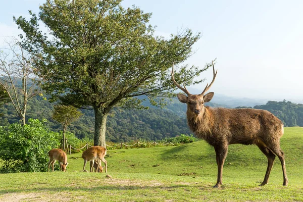 Buck rådjur stående på berget — Stockfoto