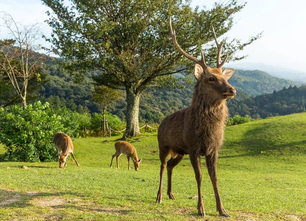 Buck deers standing on mountain — Stock Photo, Image