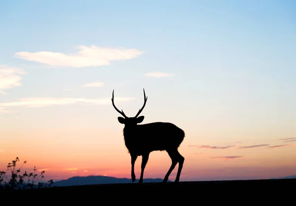 Ciervo parado en la cima de la montaña con puesta de sol —  Fotos de Stock