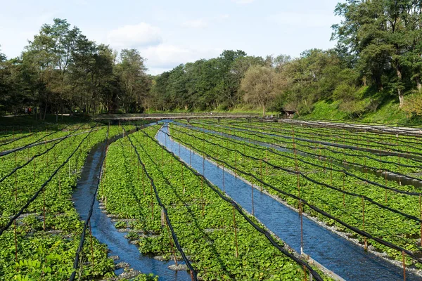 Taze Japon Wasabi çiftlik 