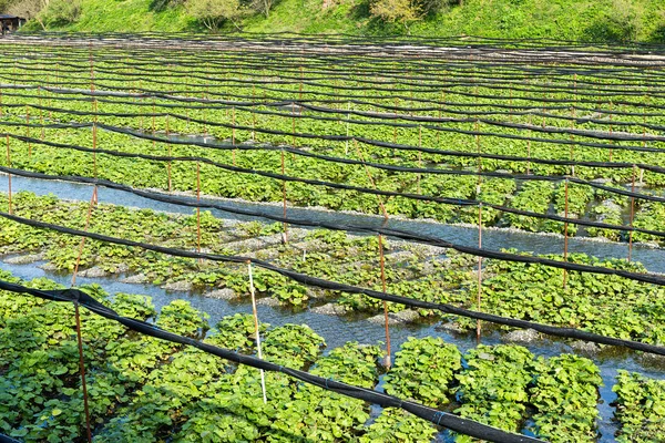 Frische japanische Wasabi-Farm — Stockfoto