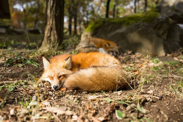Спящие лисы в лесу — стоковое фото