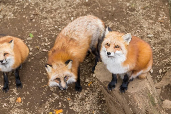 Grup Fox sormak için gıda — Stok fotoğraf