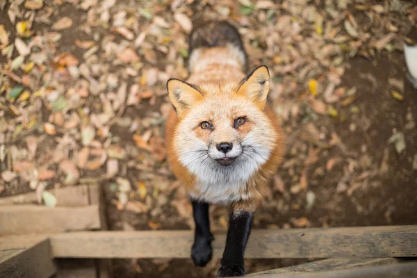 Fox sube por comida —  Fotos de Stock