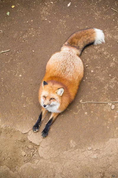 Piękny fox siedział zewnątrz — Zdjęcie stockowe