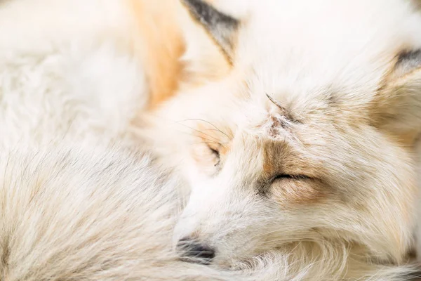 Zorro dormido en el bosque — Foto de Stock